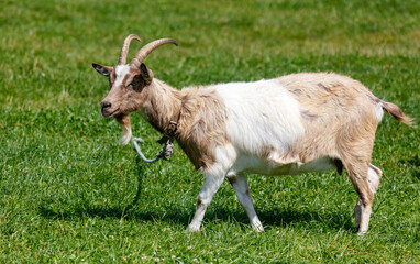 Fototapeta premium A goat is walking in a field with a rope around its neck