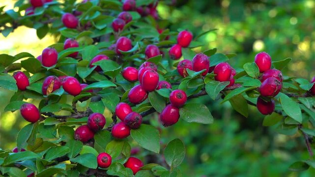 Red fruits on a bush Cotoneaster  -Angiosperms, Rosaceae, Malinae in garden