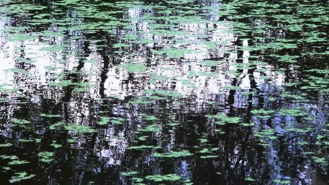 Reflection of trees in the water of a lake, on which aquatic plants Duckweed and Piscia float