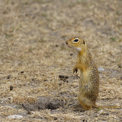 Portrait of a european Ground Squirrel also known as 