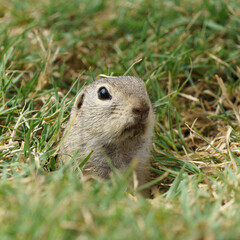 Portrait of a european Ground Squirrel also known as Ziesel