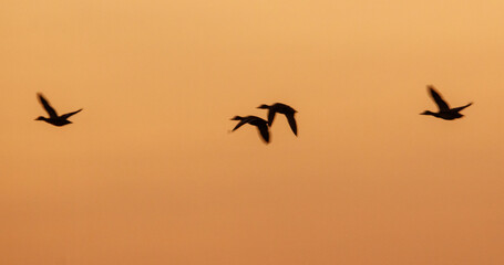 A flock of ducks flying in the sky at sunset
