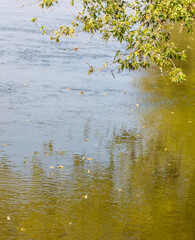 A body of water with a tree branch in the foreground