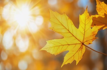 Fototapeta premium Bright yellow maple leaves illuminated by warm autumn sunlight in a serene natural setting