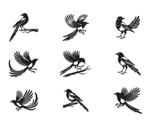 Obraz premium Collection of Black billed magpie silhouettes - American magpie Vector illustration 