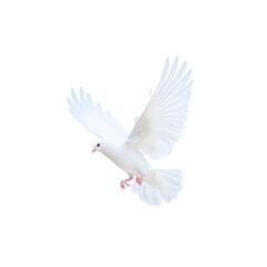 Obraz premium white dove isolated on white background