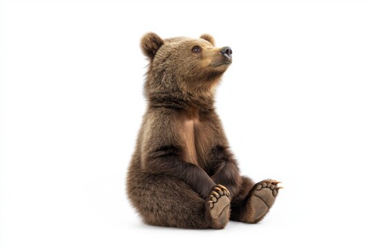 Curious brown bear in side view  full length portrait on white background with minimalist style isolated