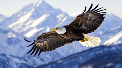 Obraz premium Majestic Eagle Soaring Over Snowy Mountains