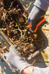 female hands in gloves Removing Dead Plants with scissors from a Flower Pot . High quality photo