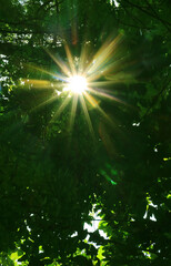 Bright sunbeams shining through deep green foliage