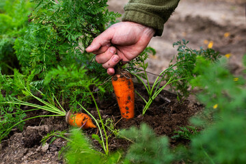 Homegrown Harvest: A Man's Hands Gathering Fresh Carrots