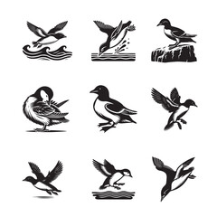 Fototapeta premium Collection of Dovekie Vector illustration - Cute Little auk Bird Silhouette Design