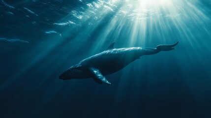 Obraz premium A humpback whale swims in deep blue water with sunlight rays shining down.