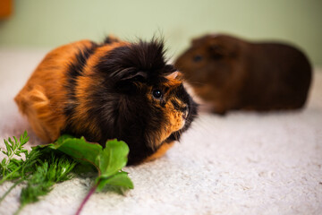 Adorable Guinea Pig Enjoying Fresh Greens, couple of guinea pigs