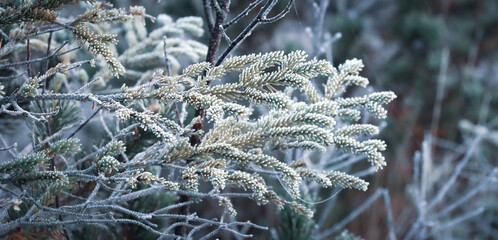 Frostbedeckte Pflanzen im Winter 