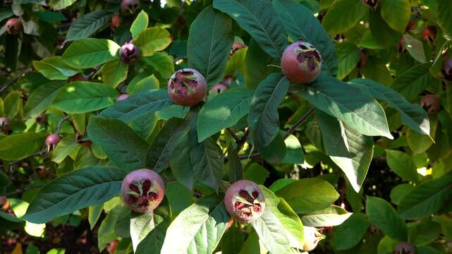 The medlar or common medlar - Mespilus germanica, brown edible sweet fruit with seeds on the background of green leaves in the garden