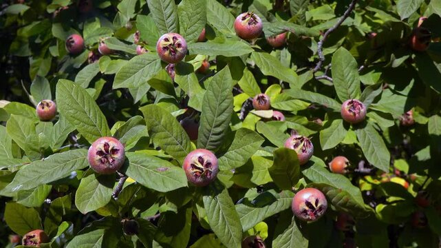 The medlar or common medlar - Mespilus germanica, brown edible sweet fruit with seeds on the background of green leaves in the garden