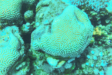 Colpophyllia natans - (Boulder Brain Coral), undersea macro photography Faviidae