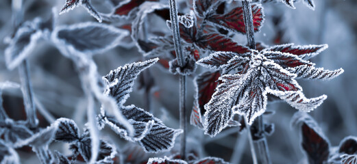 Frostbedeckte Pflanzen im Winter 
