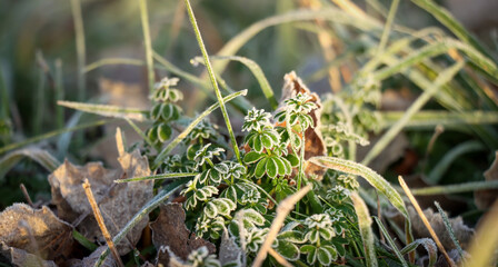 Frostbedeckte Pflanzen im Winter 