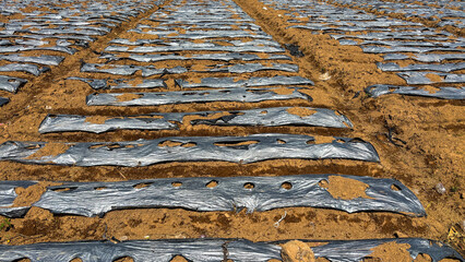 Agricultural Plastic Sheet known as Mulching Sheet so that the plants in it are planted neatly