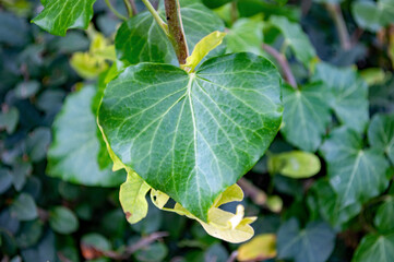 Herzförmiges Blatt in Nahaufnahme