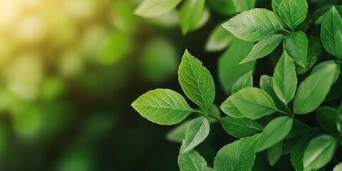 Green Leaves for Conservation and Restoration Projects