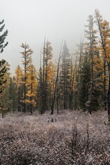 the autumn forest in the Altai mountains is dusted with the first snow
