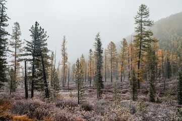 the autumn forest in the Altai mountains is dusted with the first snow