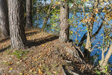 pine trees on the lake shore