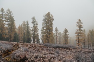 the autumn forest in the Altai mountains is dusted with the first snow