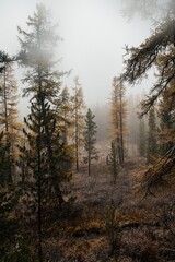 the autumn forest in the Altai mountains is dusted with the first snow