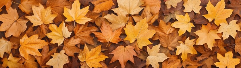 Fototapeta premium Autumn leaves in various shades of orange and yellow, laid flat on a surface.