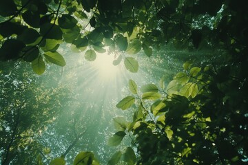 Fototapeta premium scene with sun rays of leafy forest scene