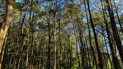 Lush Pine Tree Rows Creating a Serene Path