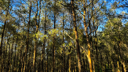 Lush Pine Tree Rows Creating a Serene Path