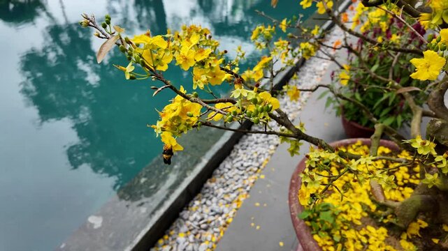 Yellow Ochna flower blossoms in a pot beside a serene pond, symbolizing Tet and renewal