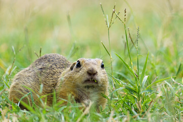 Portrait of a funny looking european Ground Squirrel also known as 