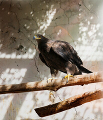 The eagle stands confidently on a wooden branch, illuminated by soft light filtering through leaves. Its sharp gaze scans the surroundings, creating an impressive sight.