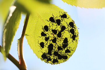 Développement de punaise des jardins (Halyomorpha halys), dispersion
