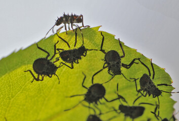 Développement de punaise des jardins (Halyomorpha halys), dispersion