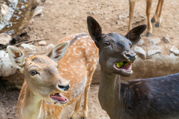 Two deer, one brown with spots and the other dark, are munching on green snacks in a habitat near a stream, enjoying the sunny day together.
