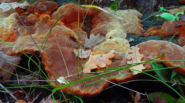 Phellinus robustus - tinder fungus on an old oak tree stump in a park