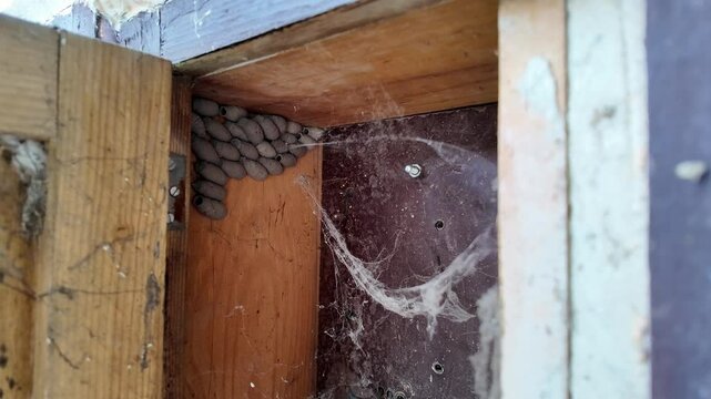Cluster of mud dauber nests in a wooden corner, symbolizing nature and home maintenance