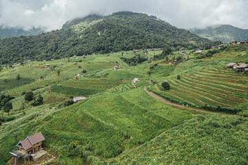 Fototapeta premium rice fields on a mountain and take photo in the Ban Pa Bong Piang, Mae Chaem District, Chiang Mai Province, northern Thailand in the rainy season.