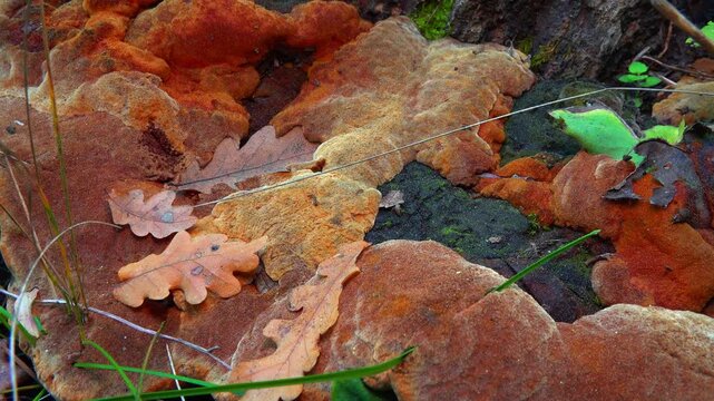 Phellinus robustus - tinder fungus on an old oak tree stump in a park