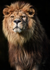 A close up of a Barbary Lion (North African lion, Atlas lion, Egyptian lion) - extinct in wild