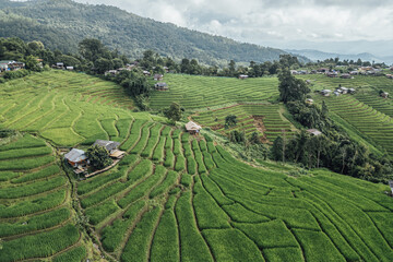 rice fields on a mountain and take photo in the Ban Pa Bong Piang, Mae Chaem District, Chiang Mai Province, northern Thailand in the rainy season.