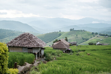 rice fields on a mountain and take photo in the Ban Pa Bong Piang, Mae Chaem District, Chiang Mai Province, northern Thailand in the rainy season.