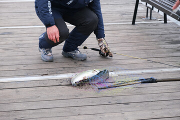two trout in a net, a caught fish in a landing net lies on a pier, a fisherman bends over to the...